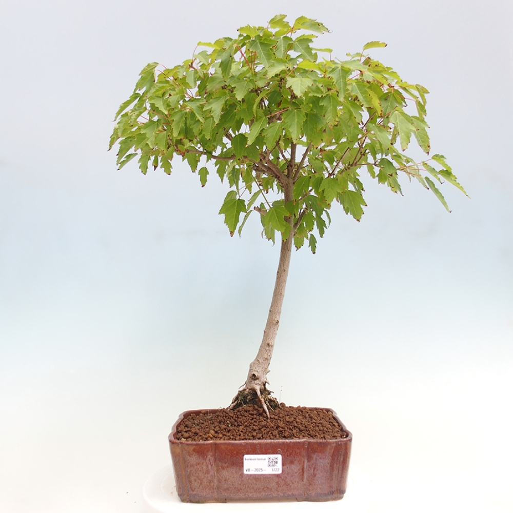 Bonsai im Freien - Acer ginala - Feuriger Ahorn