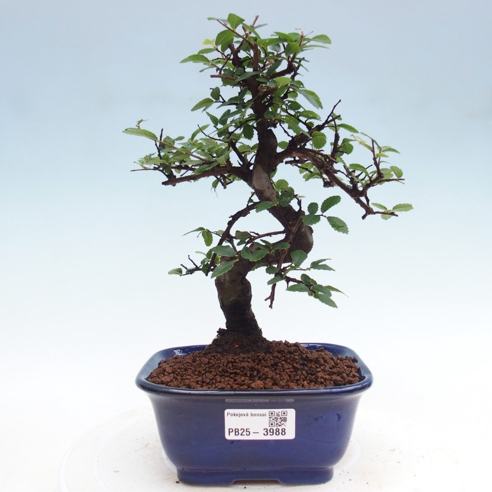 Zimmerbonsai - Ulmus parvifolia - Kleinblättrige Ulme