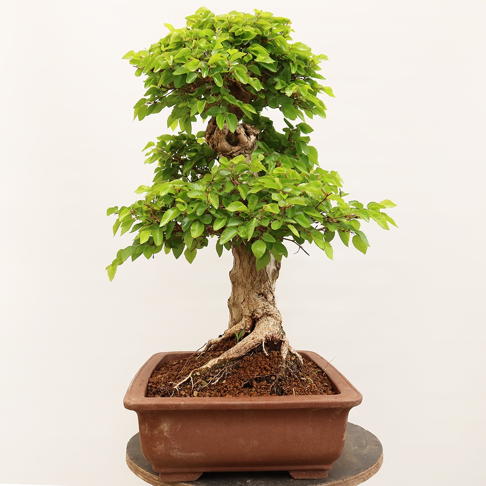 Bonsai im Freien - Carpinus Coreana - Koreanische Hainbuche