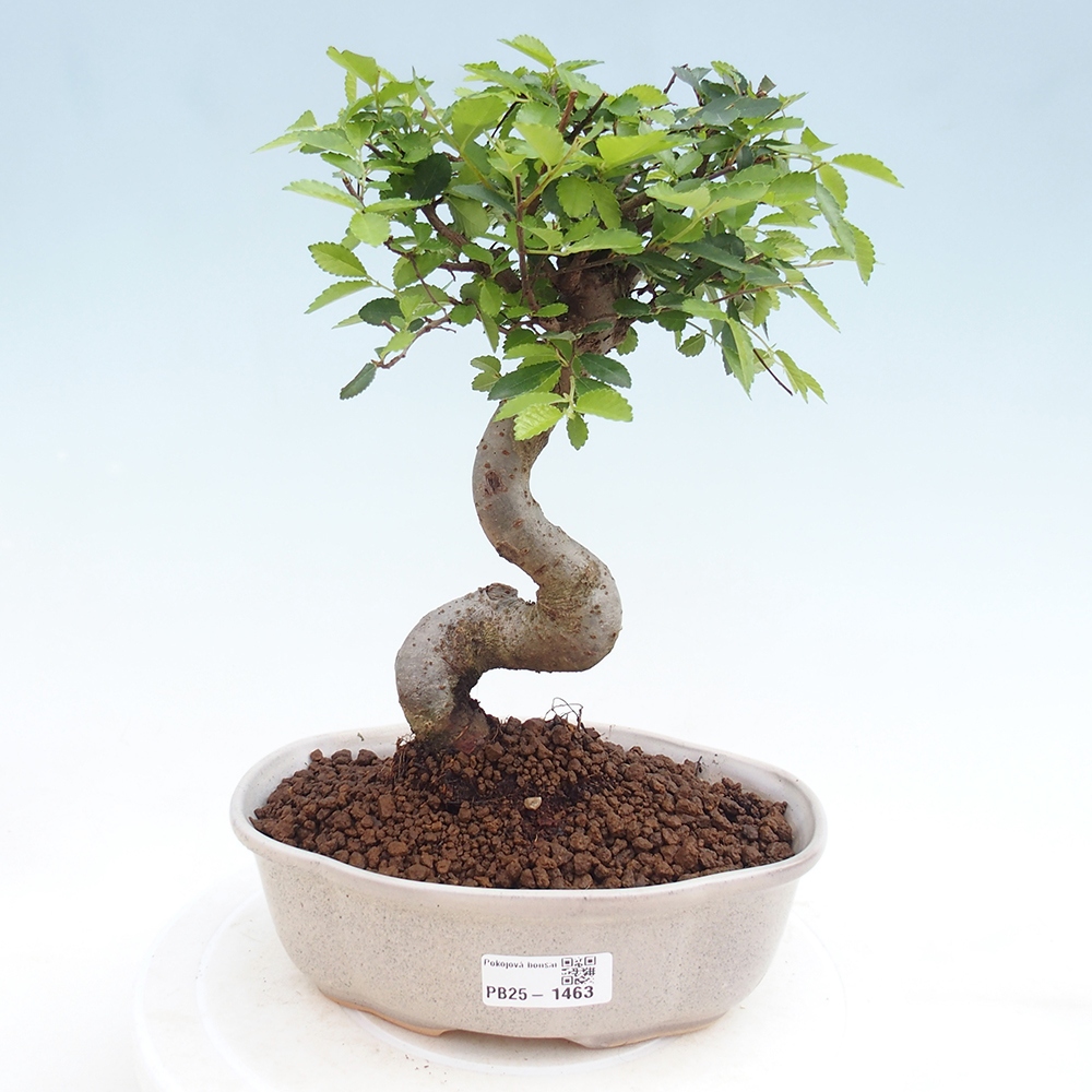 Zimmerbonsai - Ulmus parvifolia - Kleinblättrige Ulme