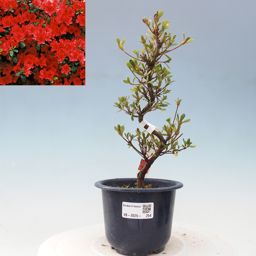 Bonsai im Freien - Japanische Azalee - Azalea Benibeni