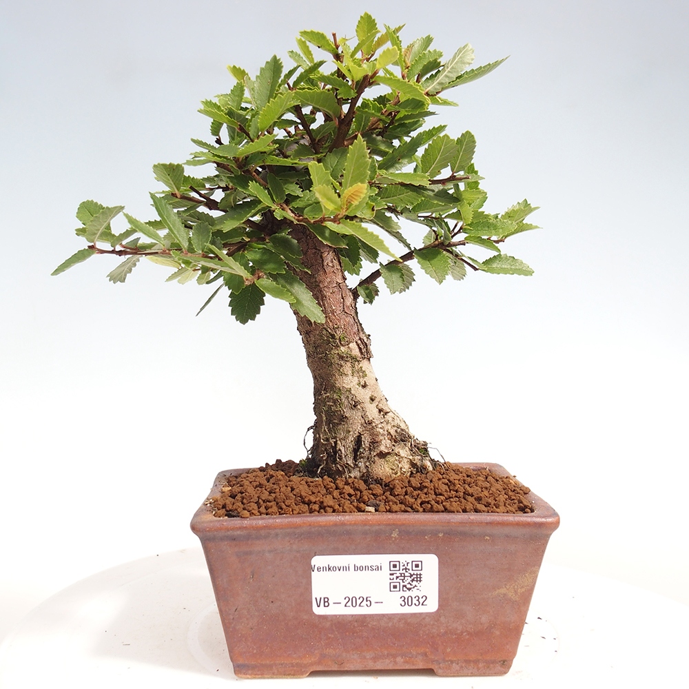 Bonsai im Freien - Zelkova - Zelkova NIRE