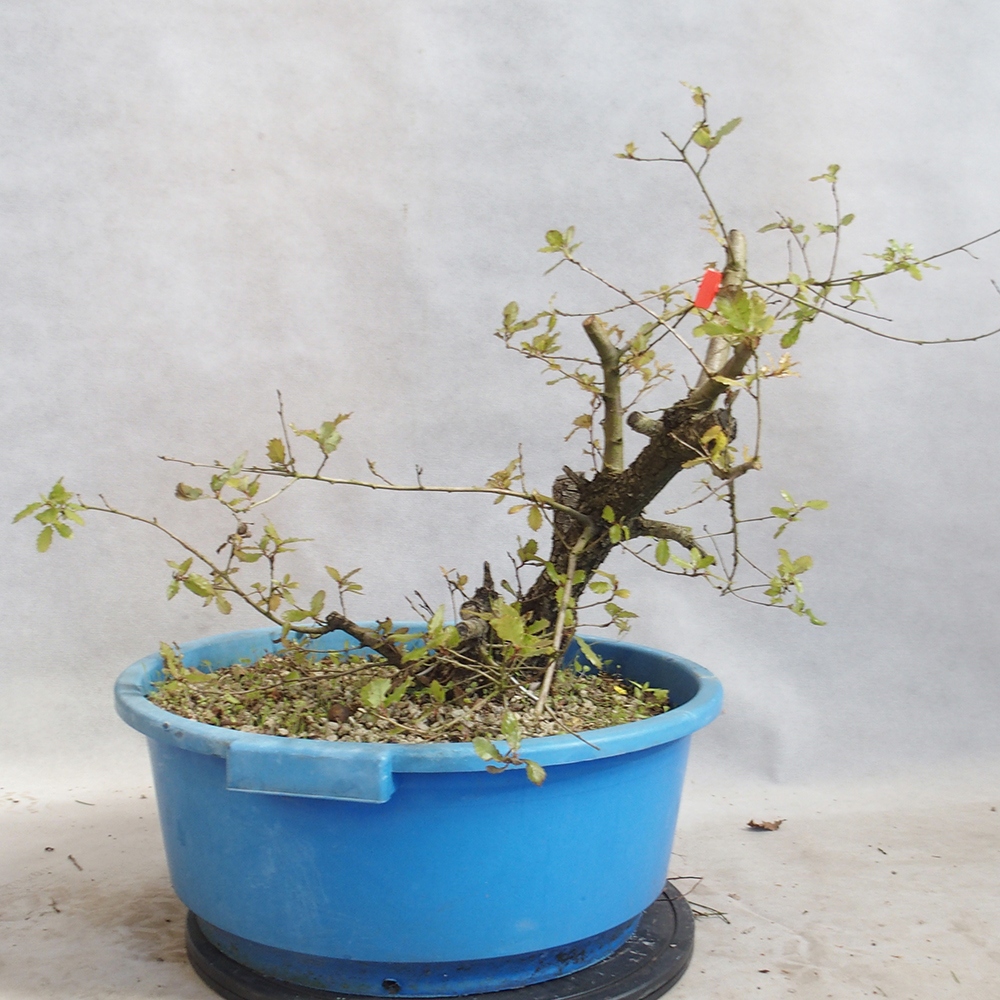 Freilandbonsai Quercus Cerris - Eiche Cer