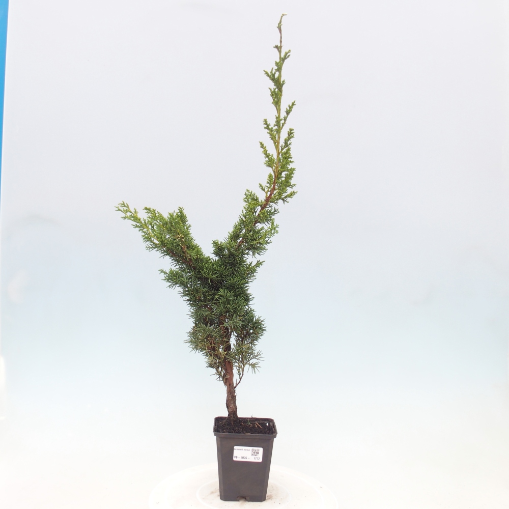 Bonsai für draußen - Juniperus chinensis Kishu
