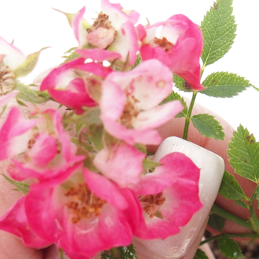 Bonsai im Freien - Rosa Cutie Pie - Rosen