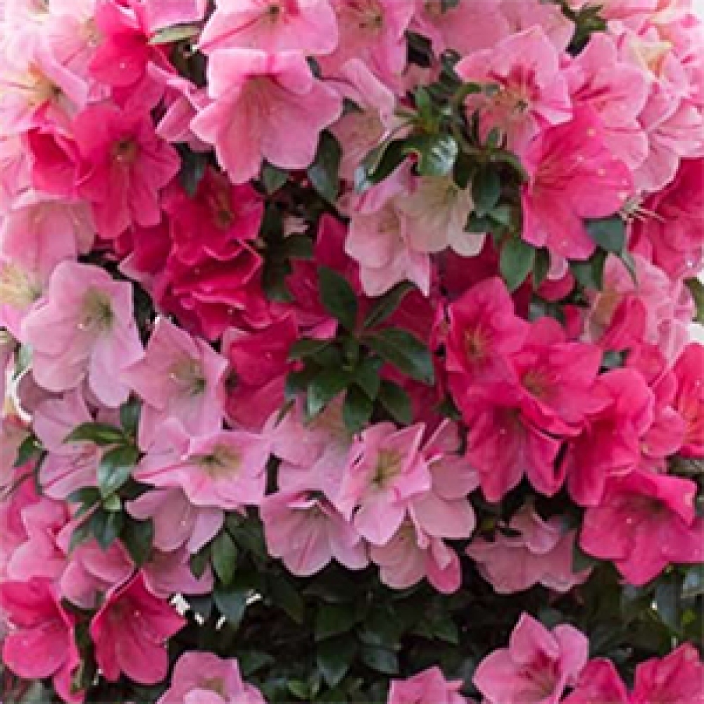 Bonsai im Freien - Japanische Azalee - Azalea Saien