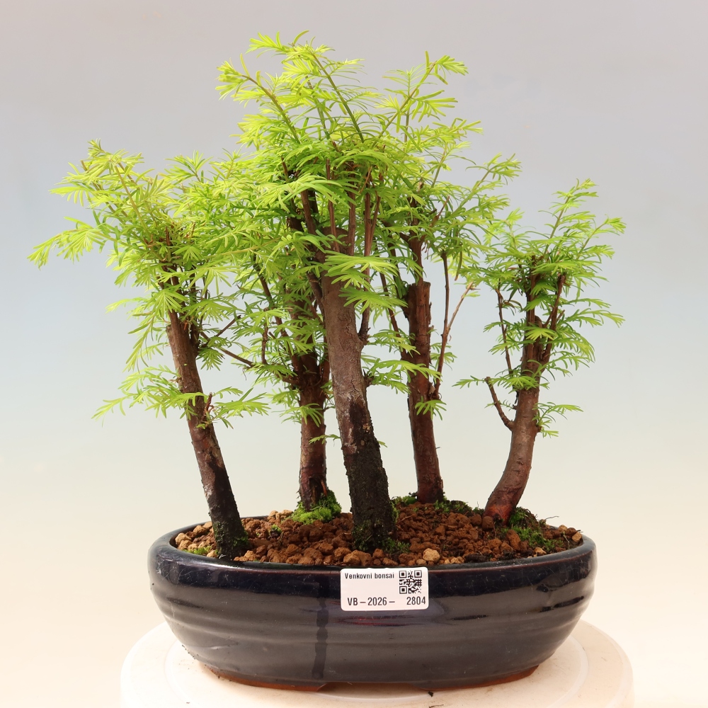 Bonsai für den Außenbereich – Metasequoia glyptostroboides – Chinesische Metasequoia – Wäldchen
