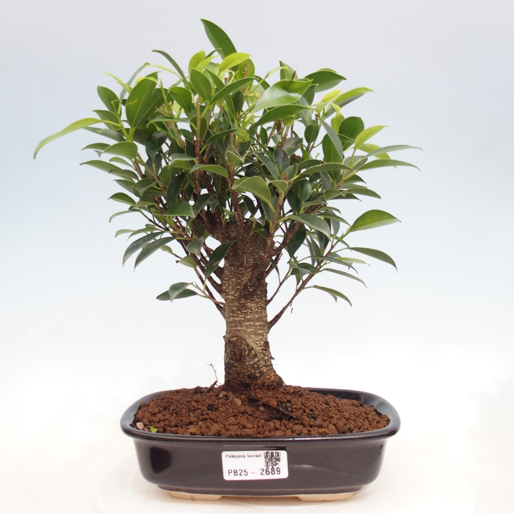 Indoor-Bonsai - Ficus retusa - kleiner Ficus