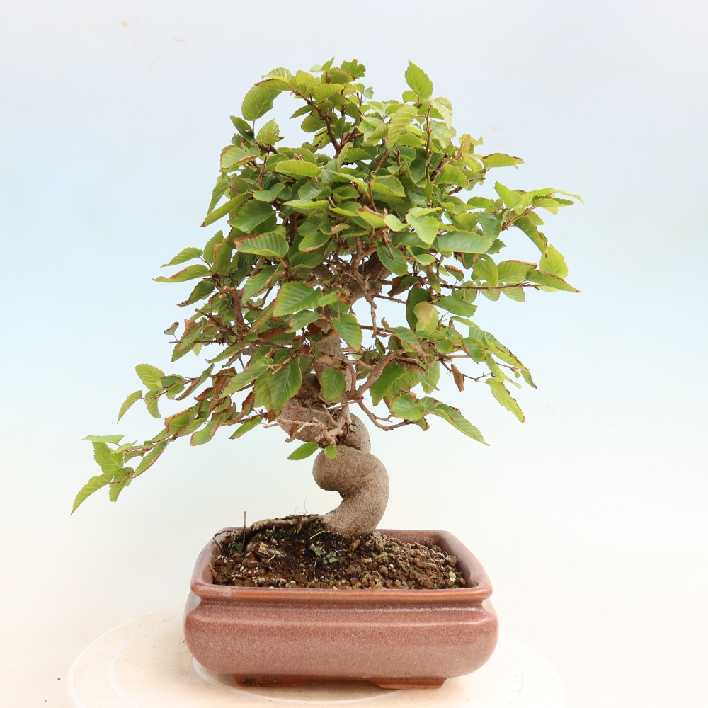 Bonsai für draußen -Carpinus CARPINOIDES - Koreanische Hainbuche