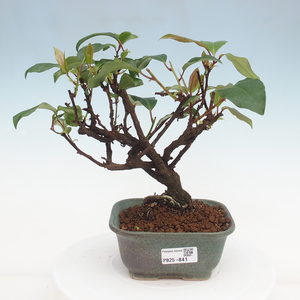 Indoor bonsai -Kadsura japonica 