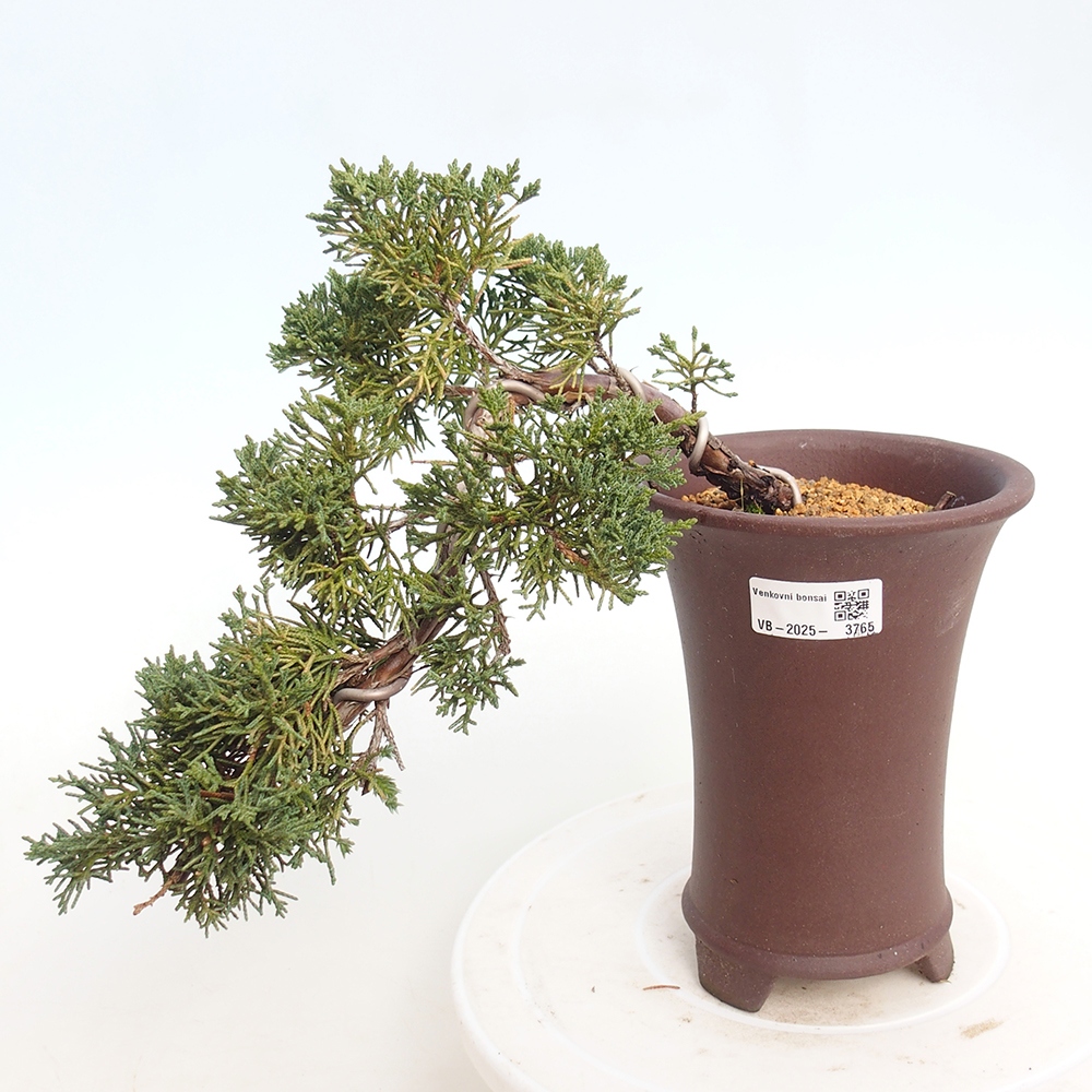 Bonsai für draußen - Juniperus chinensis Kishu