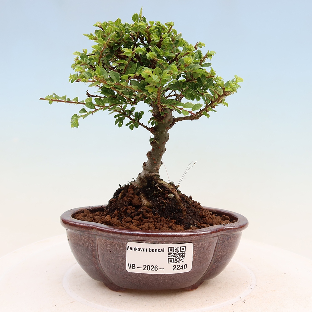 Bonsai für draußen - Ulmus parvifolia Sagei - Kleinblättrige Ulme