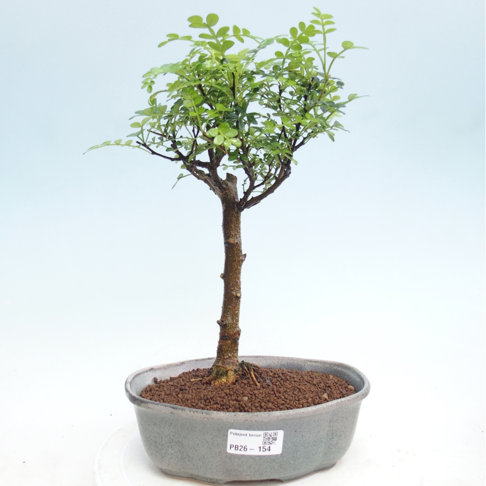 Zimmer Bonsai - Zantoxylum piperitum - Pfefferbaum