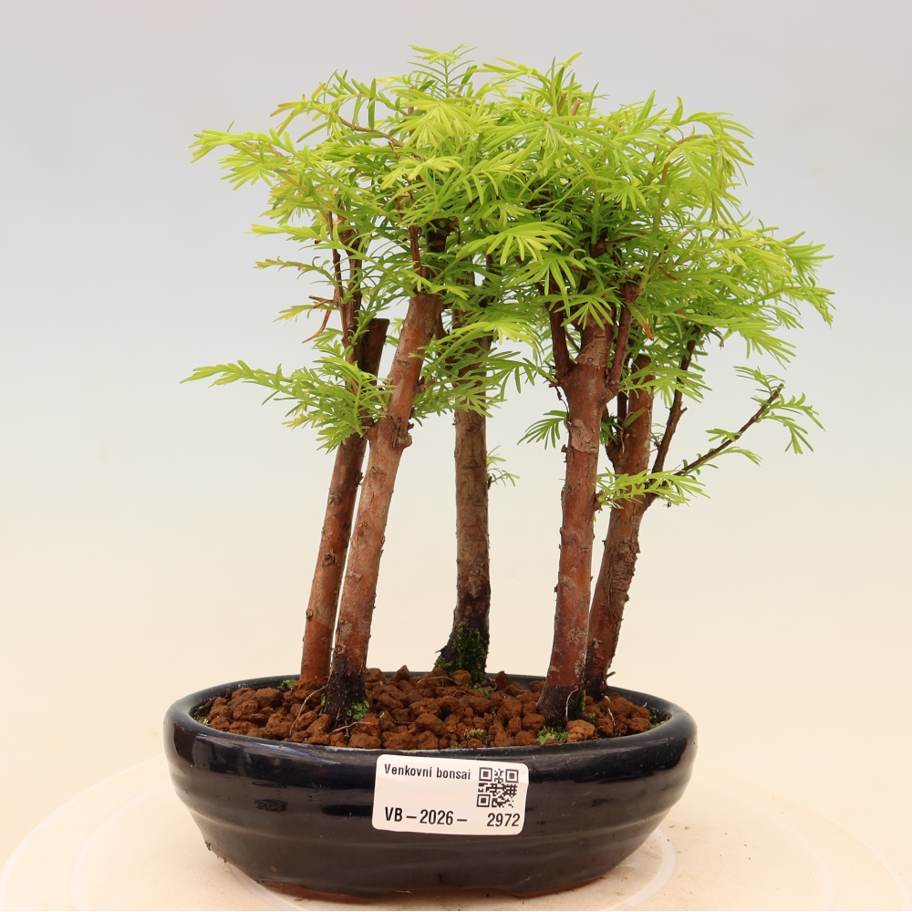 Bonsai für den Außenbereich – Metasequoia glyptostroboides – Chinesische Metasequoia – Wäldchen