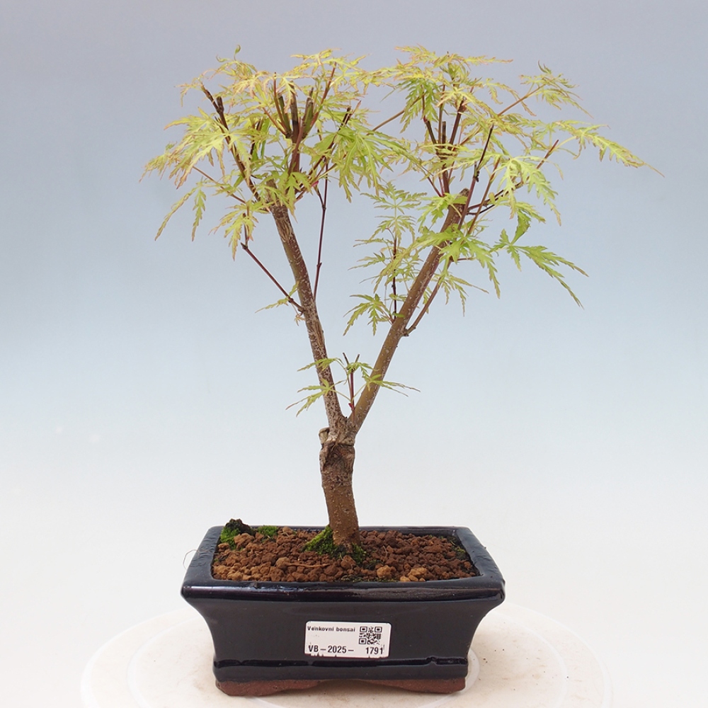 Bonsai im Freien - Acer palmatum Dissectum - japanischer Ahorn 