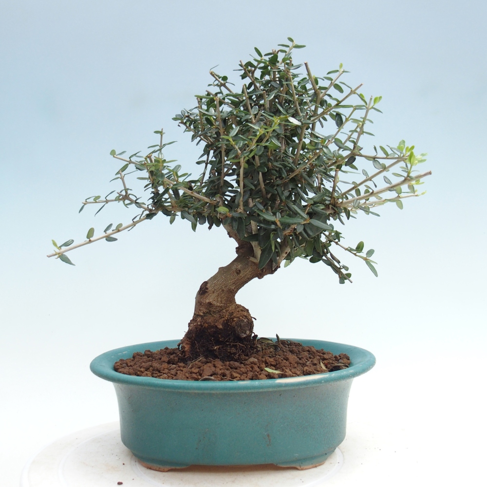 Zimmerbonsai - Olea europaea sylvestris