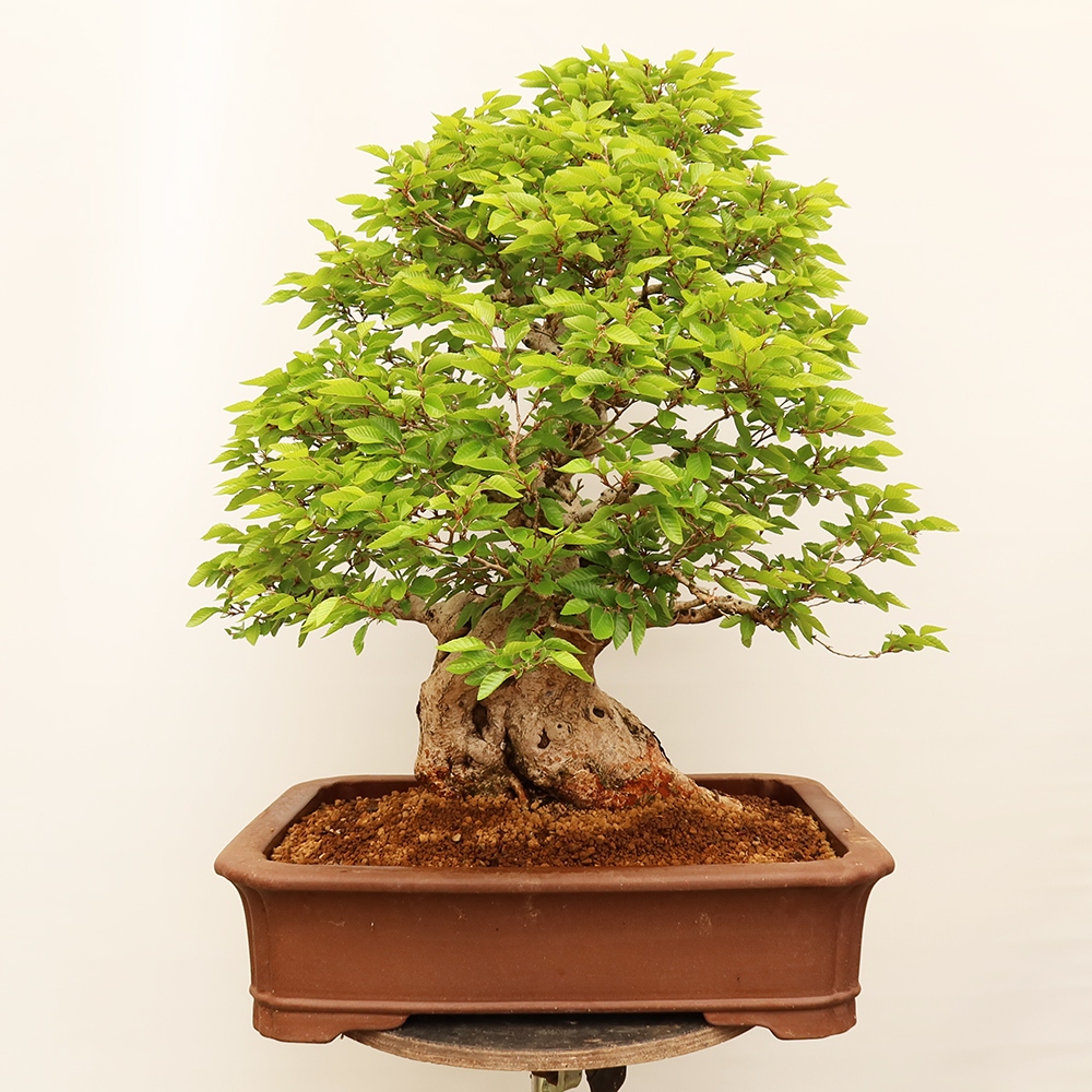 Bonsai im Freien - Carpinus Coreana - Koreanische Hainbuche