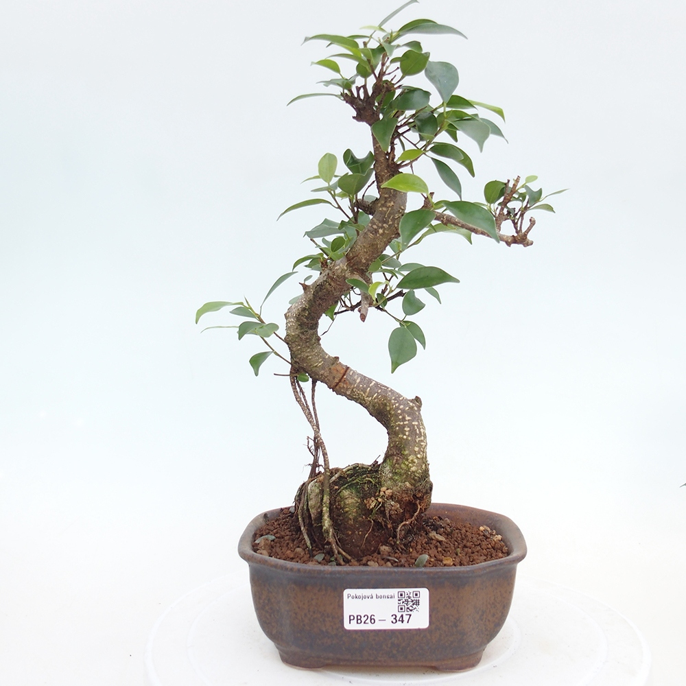 Zimmerbonsai - Ficus retusa - Kleinblättriger Ficus