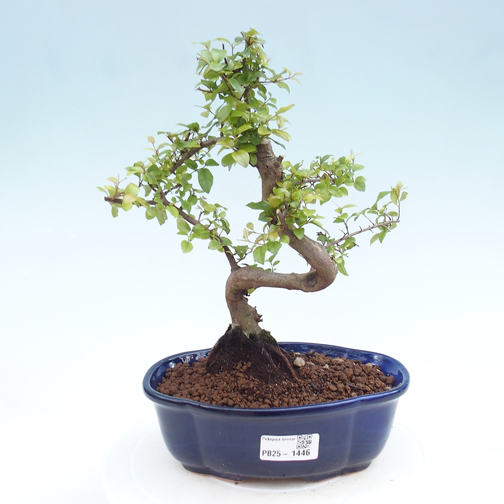Zimmerbonsai - Sagerécie thea - Sagerécie thea