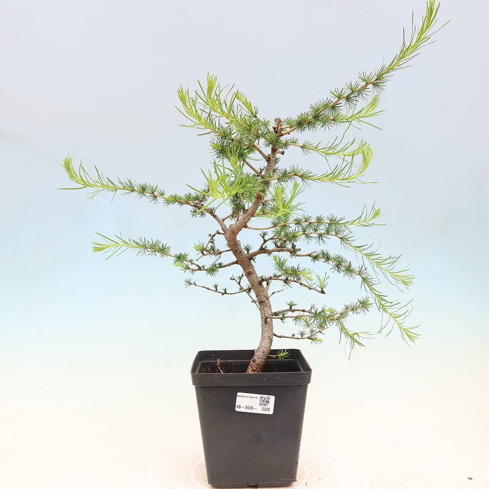 Bonsai für draußen -Larix decidua - Lärche
