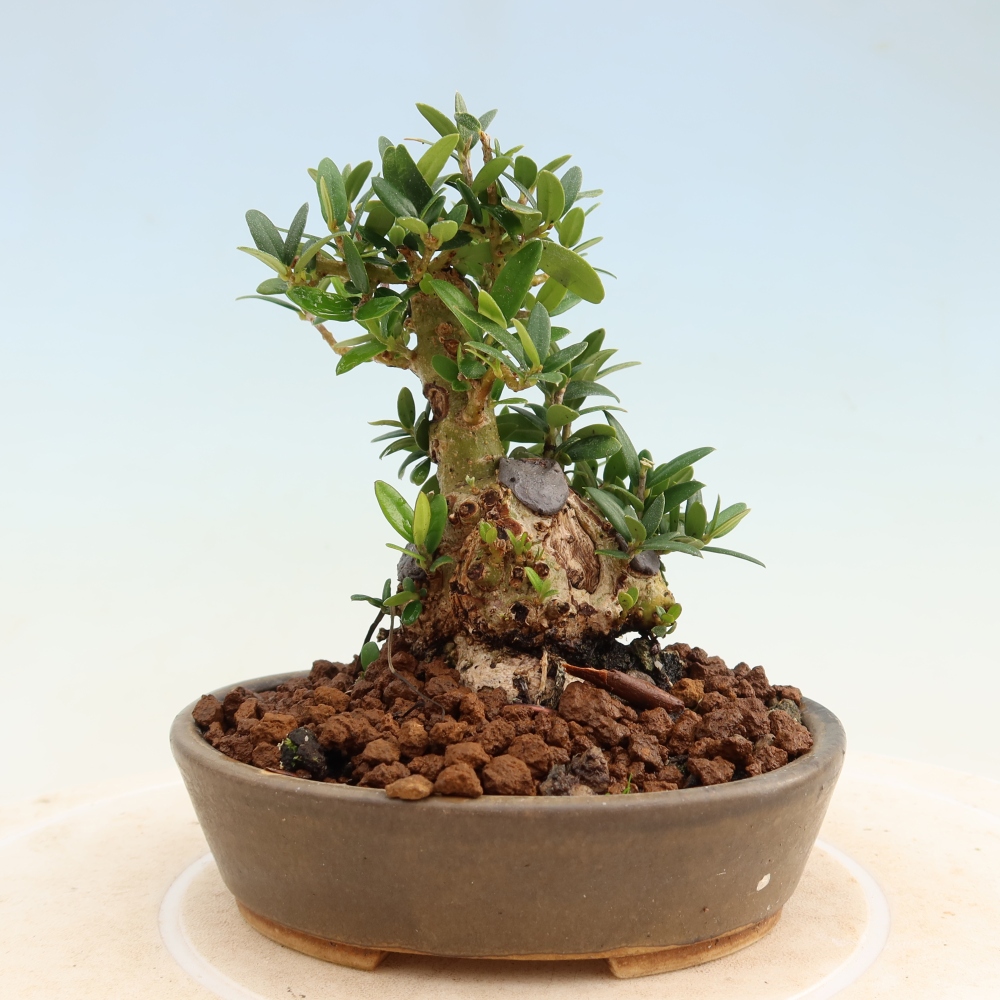 Zimmerbonsai - Olea europaea sylvestris