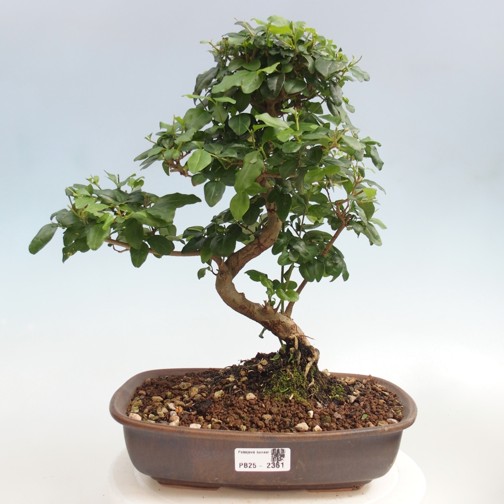 Zimmerbonsai -Ligustrum chinensis - Liguster