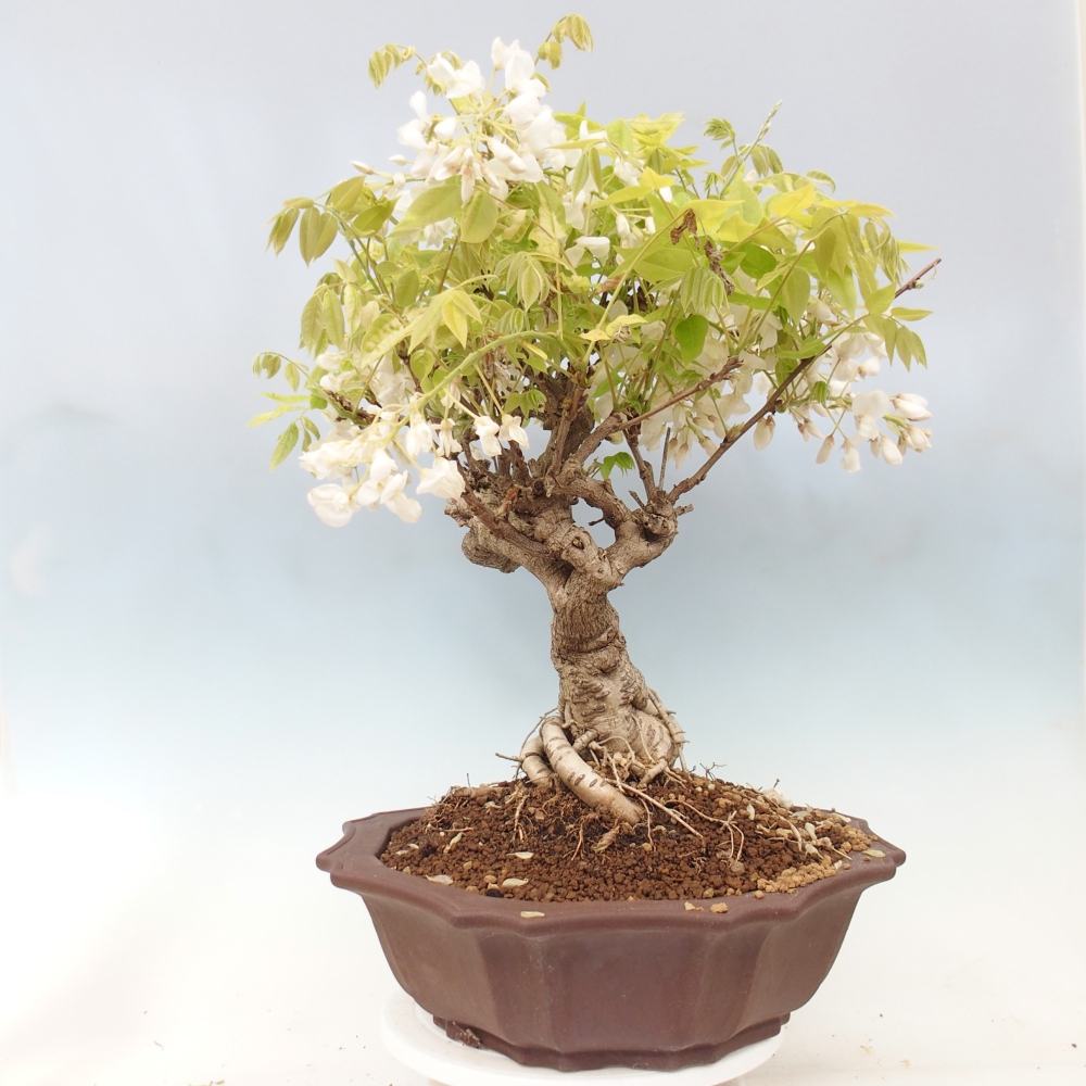 Bonsai für draußen - Vistaria - Glyzinie