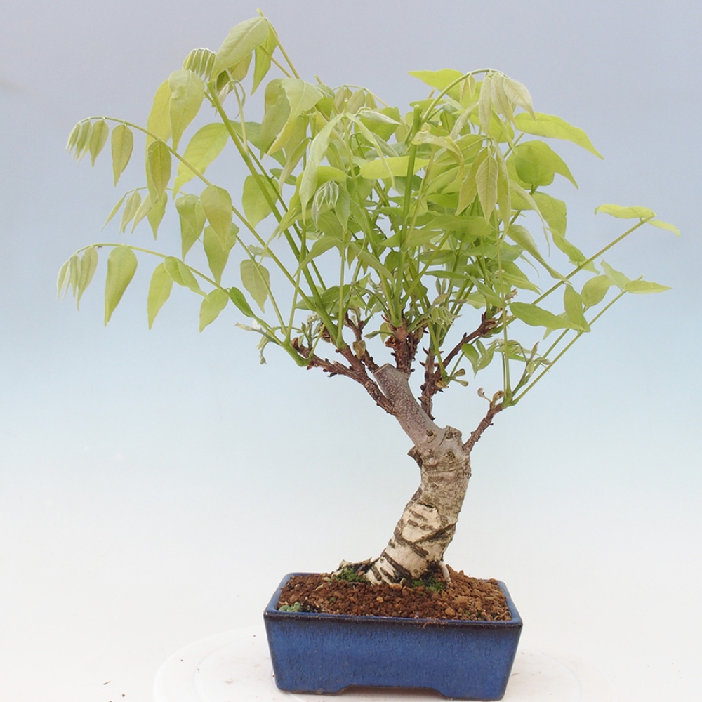 Bonsai im Freien - Wisteria floribunda - Wisteria floribunda
