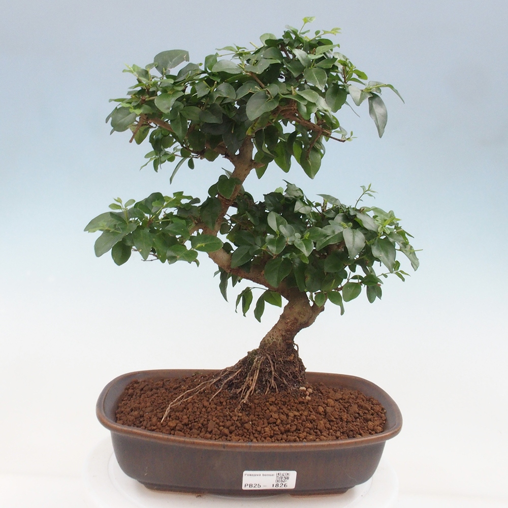 Zimmerbonsai -Ligustrum chinensis - Liguster