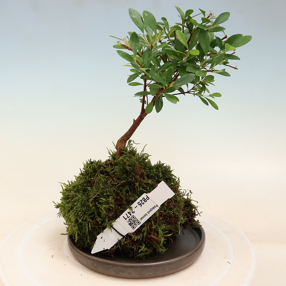 Kokedama mit Untersetzer – Syzygium – Pimentbaum
