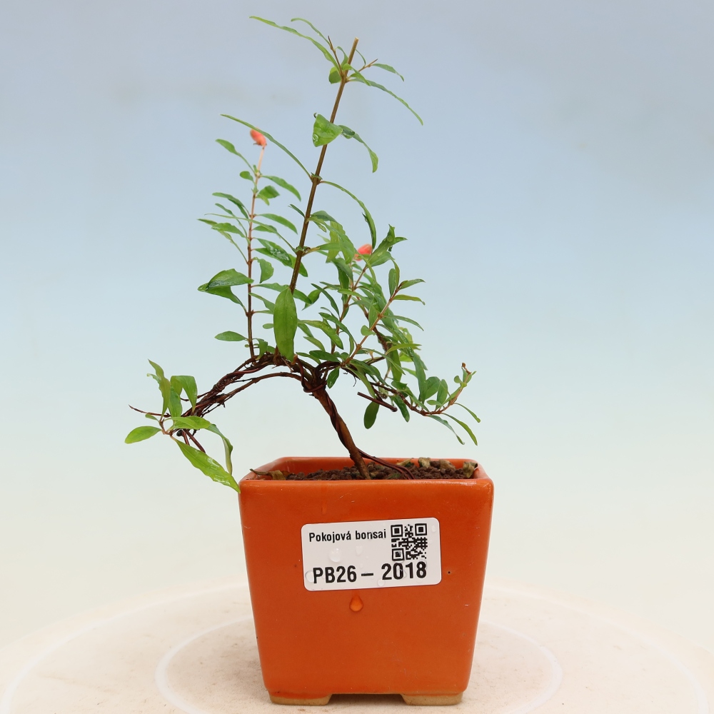 Zimmer-Bonsai-PUNICA granatum nana-Apfel-Granatapfel