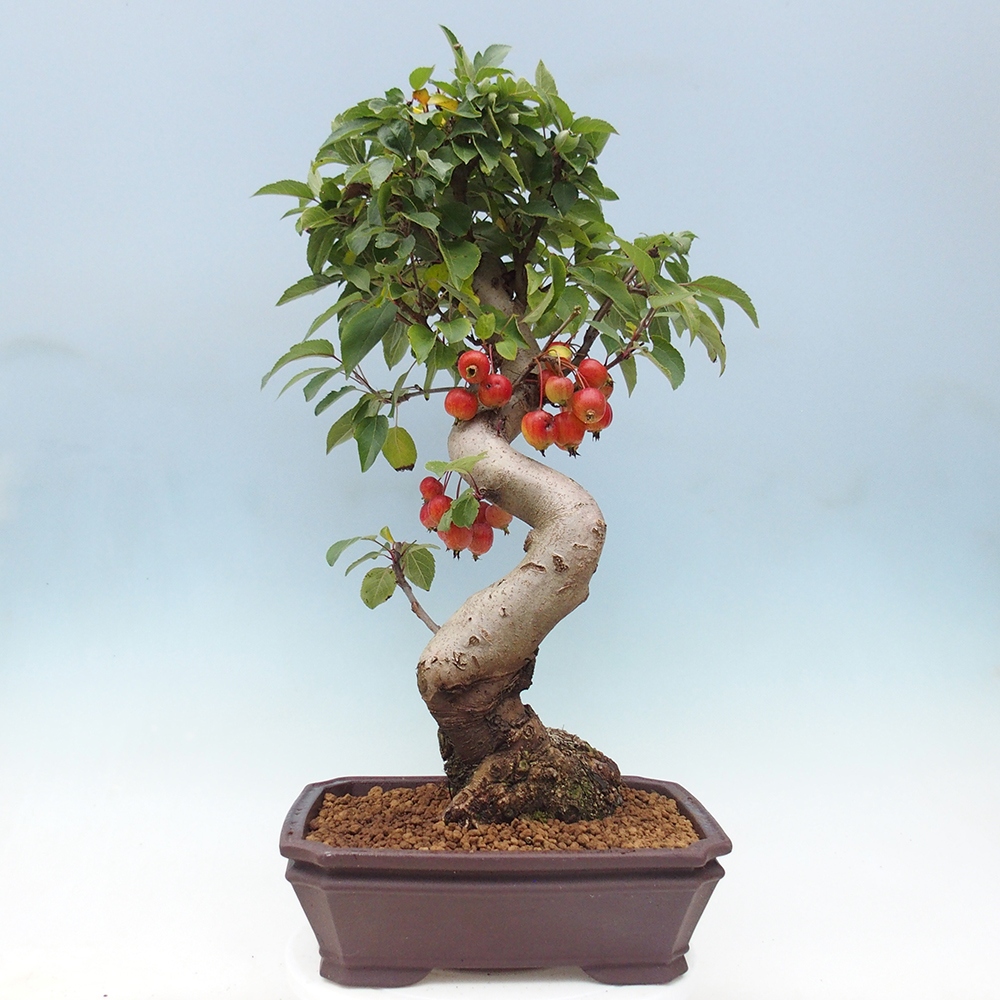 Bonsai im Freien - Malus halliana - Kleinfruchtiger Apfelbaum