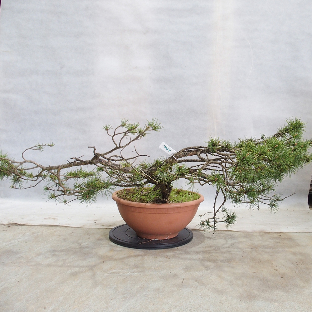 Yamadori - Pinus sylvestris 