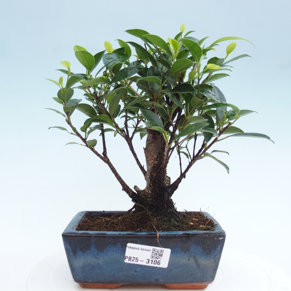 Zimmerbonsai - Ficus retusa - kleinblättriger Ficus