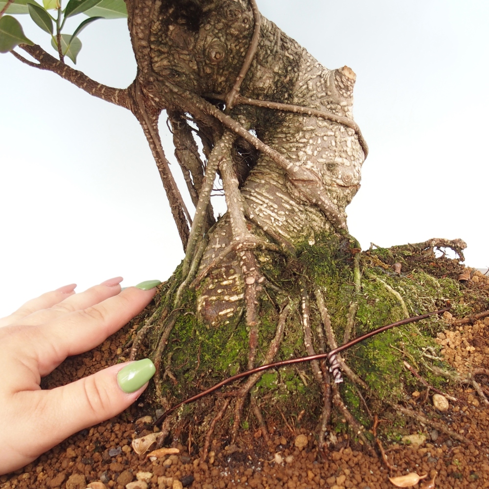 Zimmerbonsai - Ficus kimmen - kleinblättriger Ficus - NUR PERSÖNLICHE ABHOLUNG oder Palettentransport