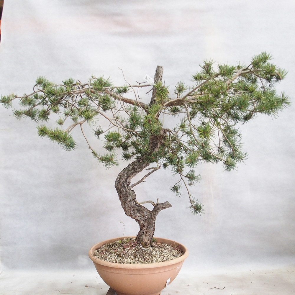 Yamadori - Pinus sylvestris 