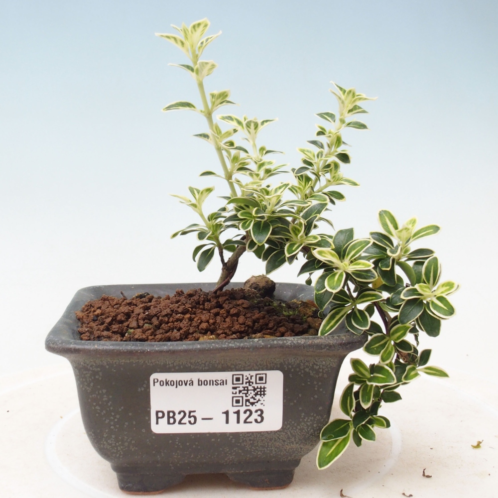 Zimmerbonsai - Serissa foetida Variegata - Baum der tausend Sterne