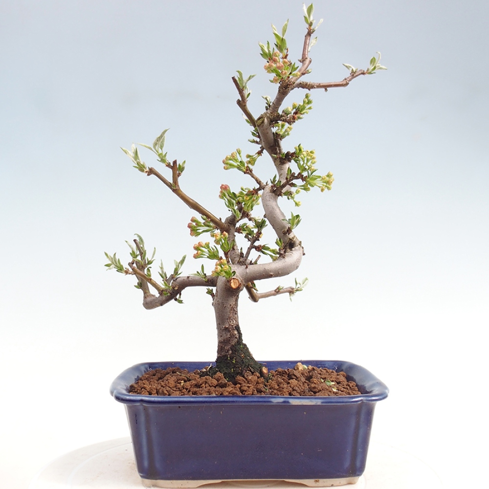 Outdoor Bonsai - Malus sargentii - Kleinfrüchtiger Apfelbaum