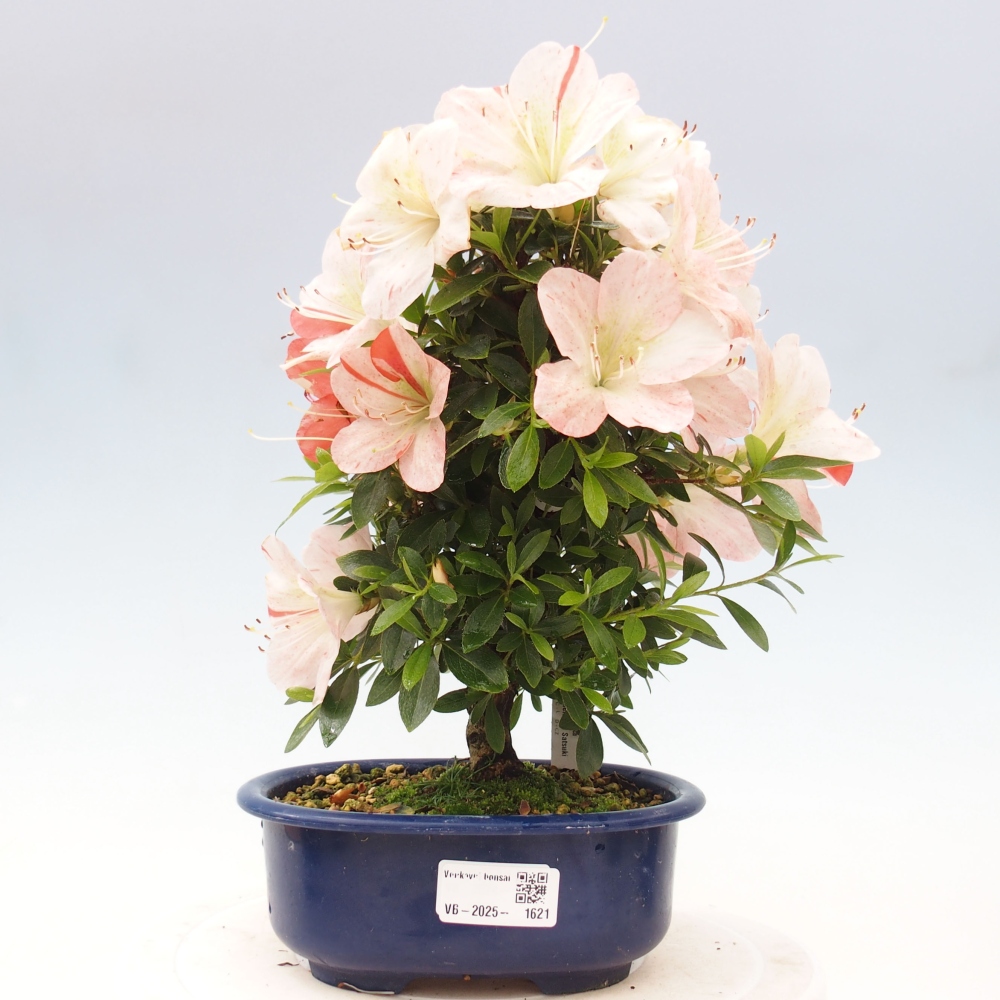 Bonsai im Freien - Japanische Azalee - Azalea Asazakura
