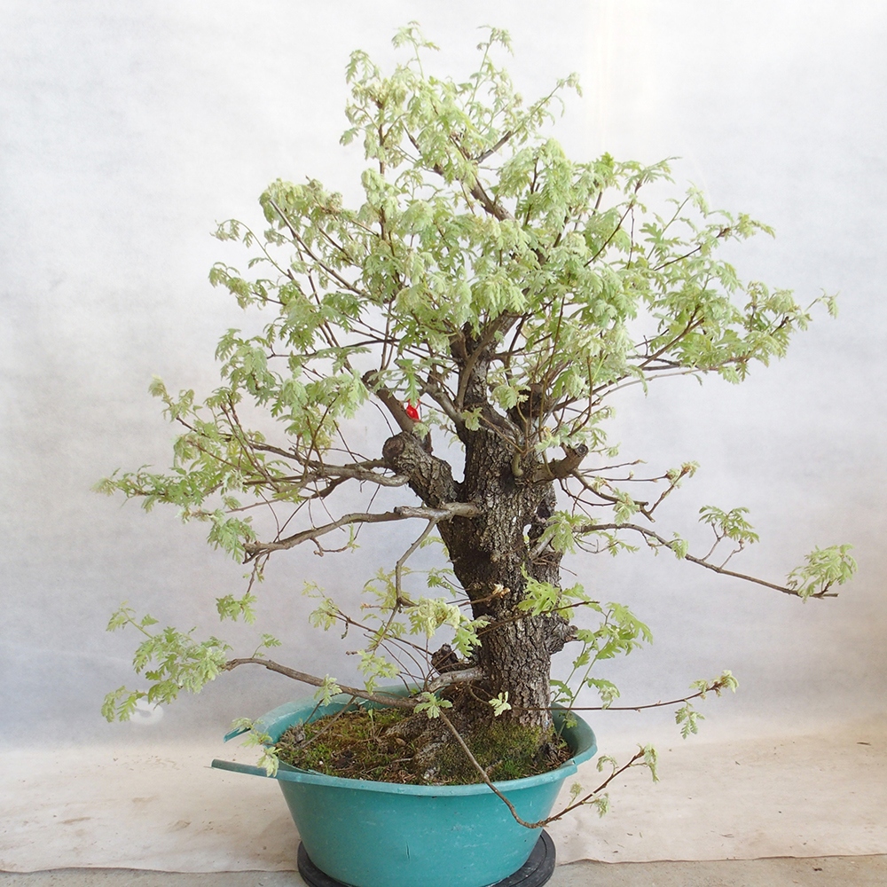 Freilandbonsai Quercus Cerris - Eiche Cer