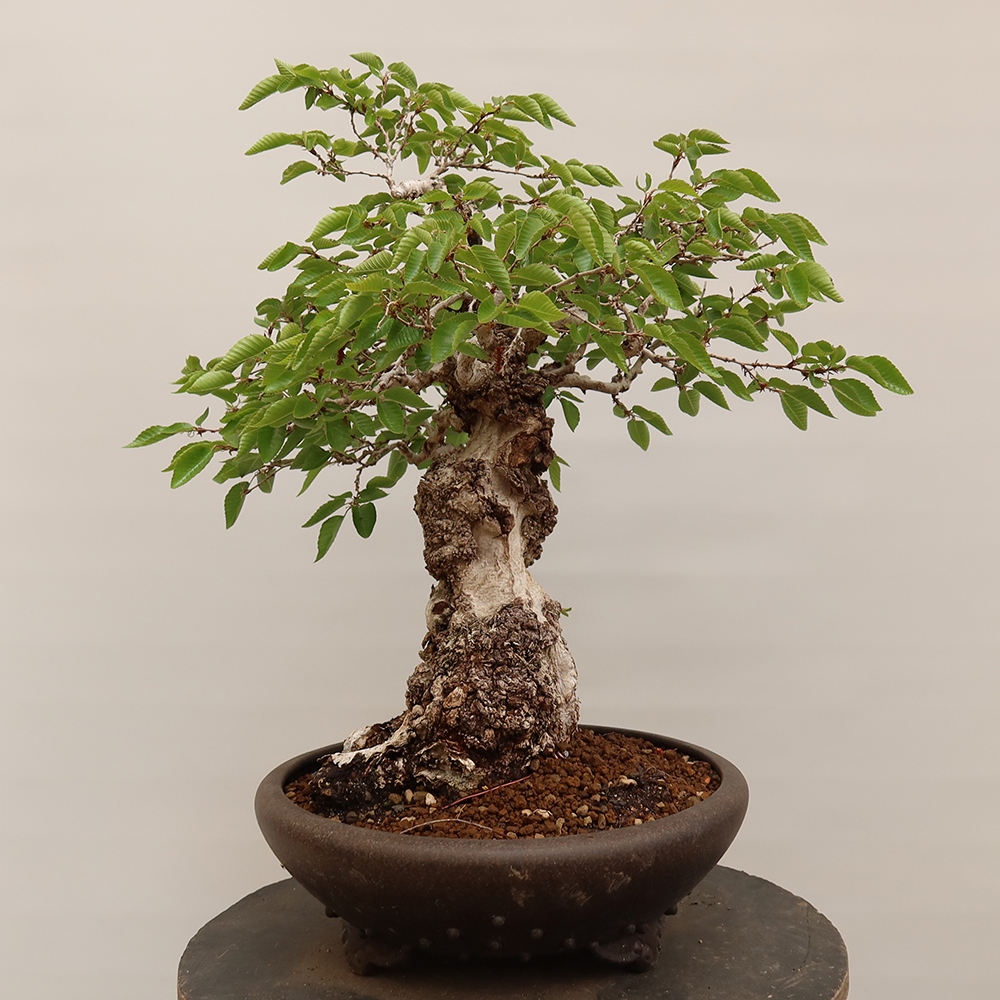 Bonsai im Freien - Carpinus Coreana - Koreanische Hainbuche