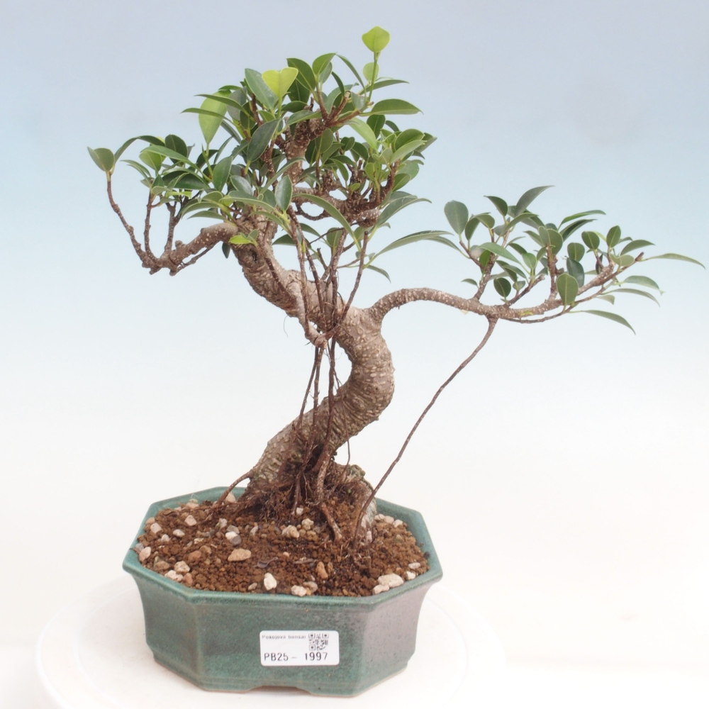 Indoor-Bonsai - Ficus retusa - kleiner Ficus