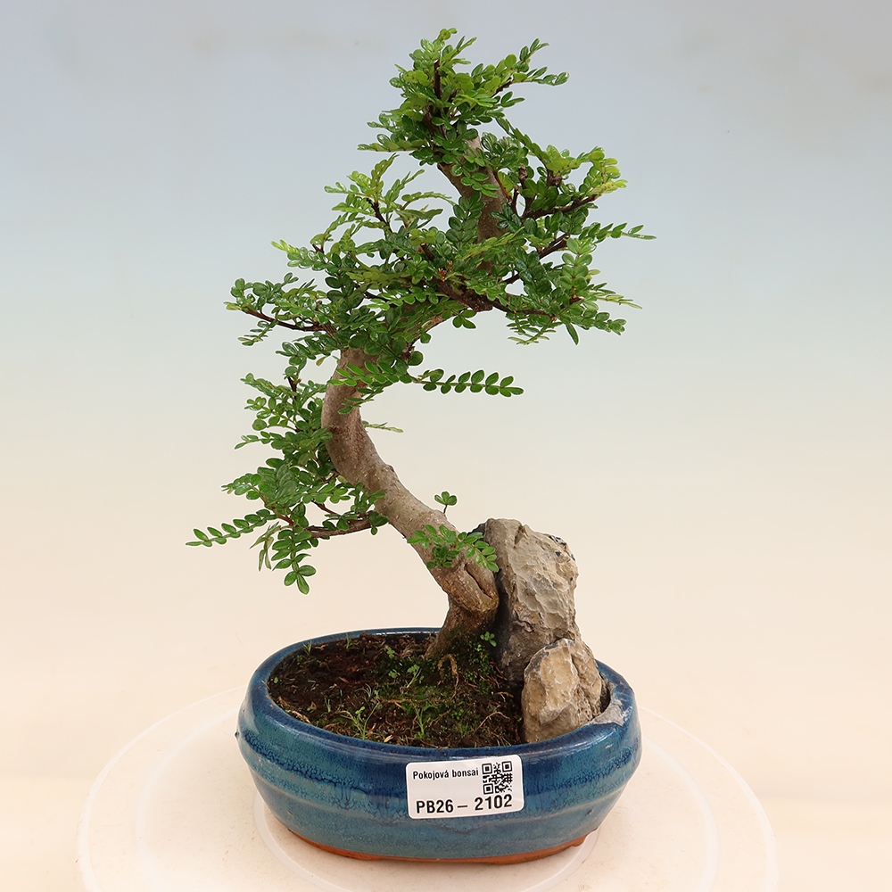 Zimmer Bonsai - Zantoxylum piperitum - Pfefferbaum