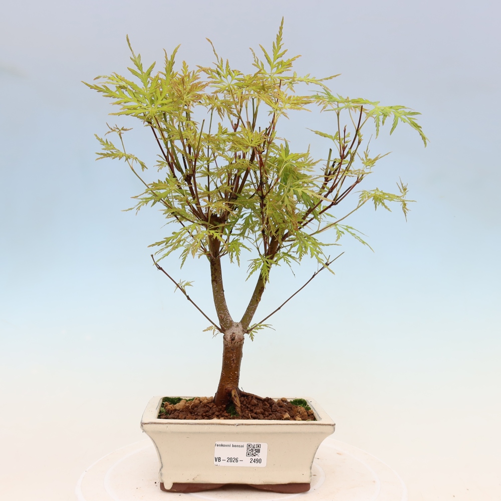 Bonsai für draußen - Acer palmatum Dissectum