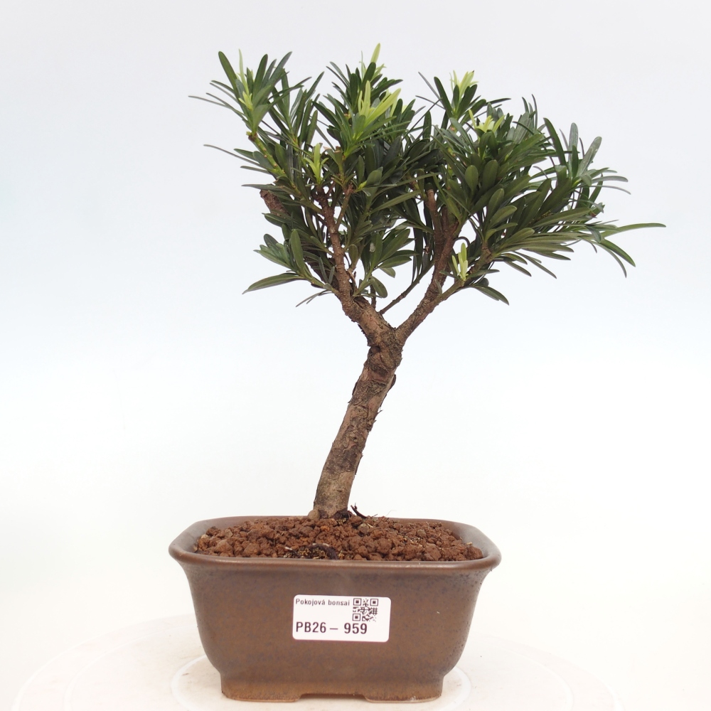 Zimmerbonsai - Podocarpus - Stein-Eibe