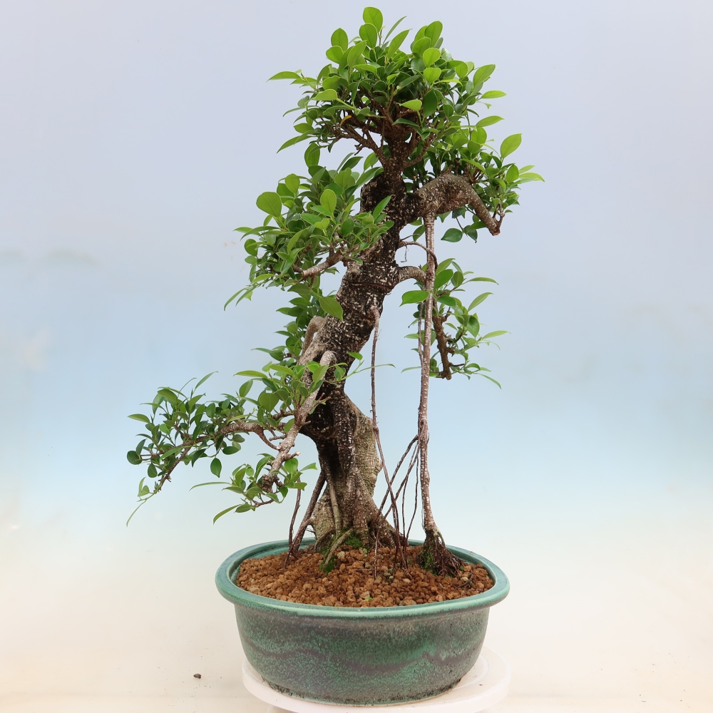 Zimmerbonsai - Ficus kimmen - Kleinblättriger Ficus