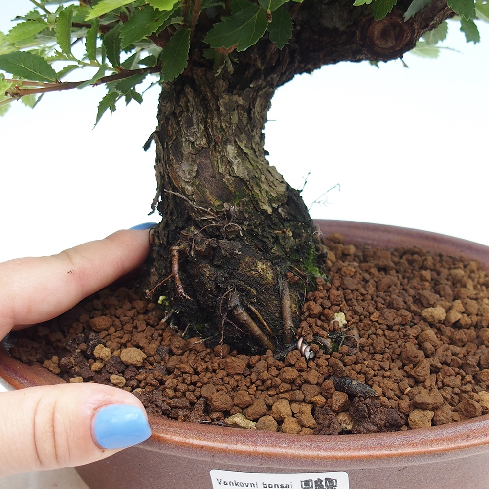 Bonsai im Freien - Zelkova - Zelkova NIRE