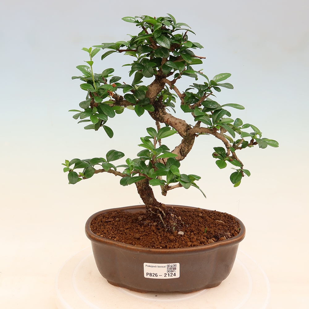 Zimmer-Bonsai - Carmona macrophylla - Tee-Fuki