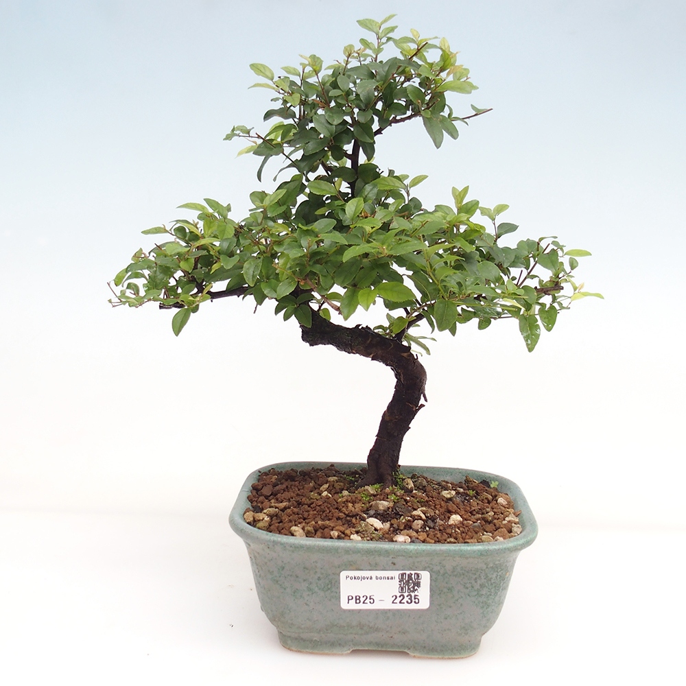 Zimmerbonsai - Sagerécie thea - Sagerécie thea