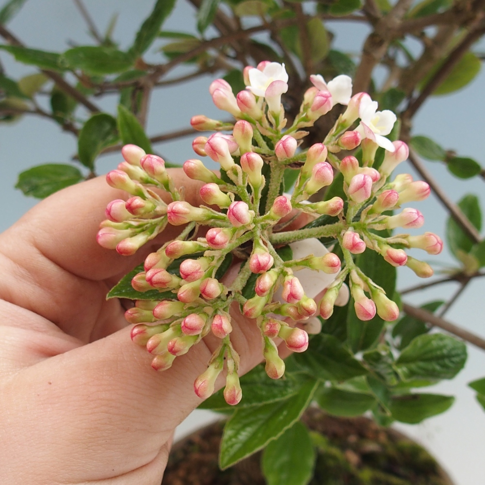 Bonsai für draußen - Kalina Bodnanská - Viburum carlesii hemsi